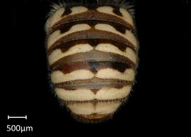   Anthidium jocosum nbsp;male abdomen, photo: Jeni Sidwell 
